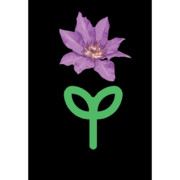 Logo de Pépinière Belle-Odorante