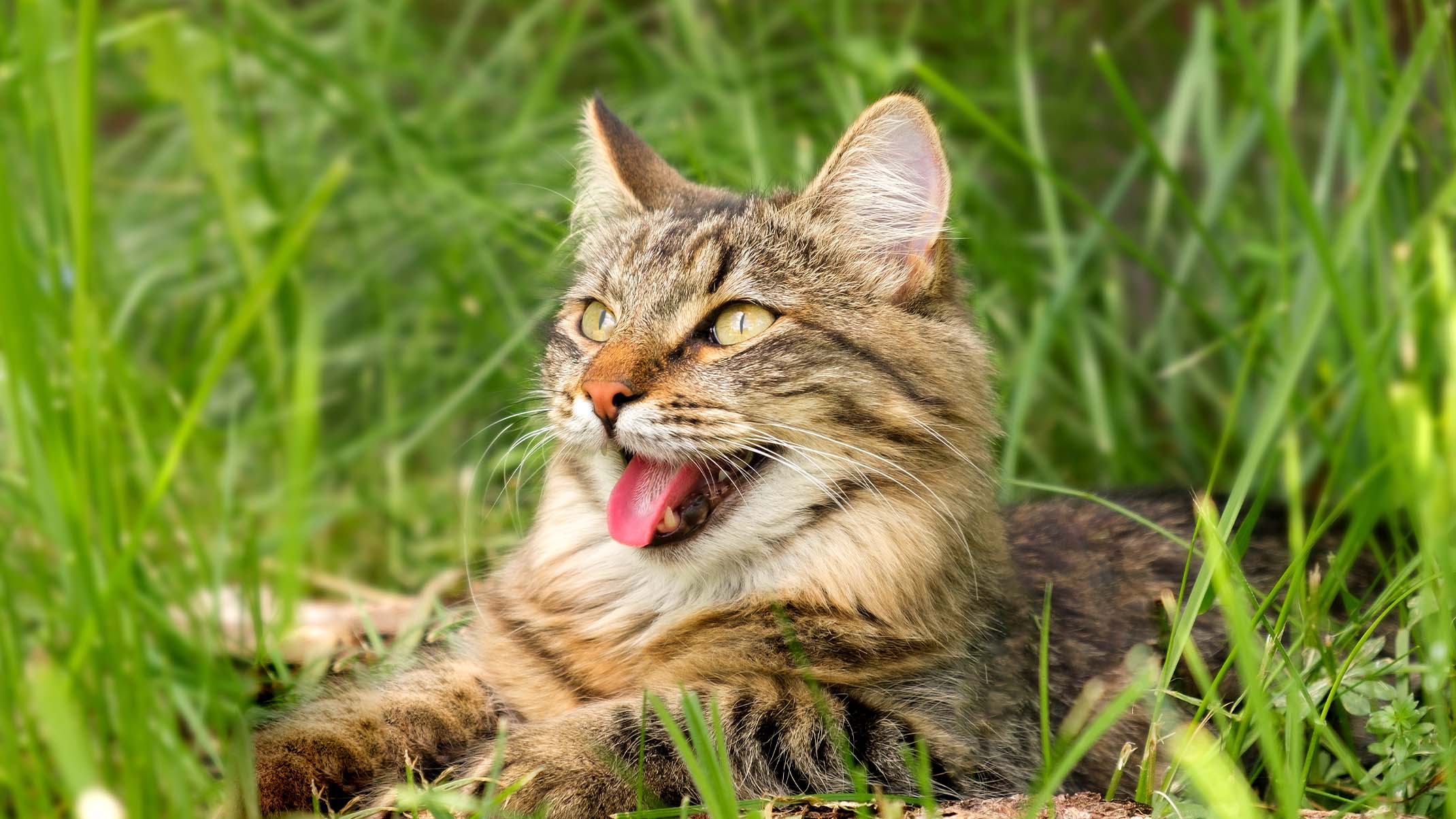 10 signes que votre chat se prend pour un chien