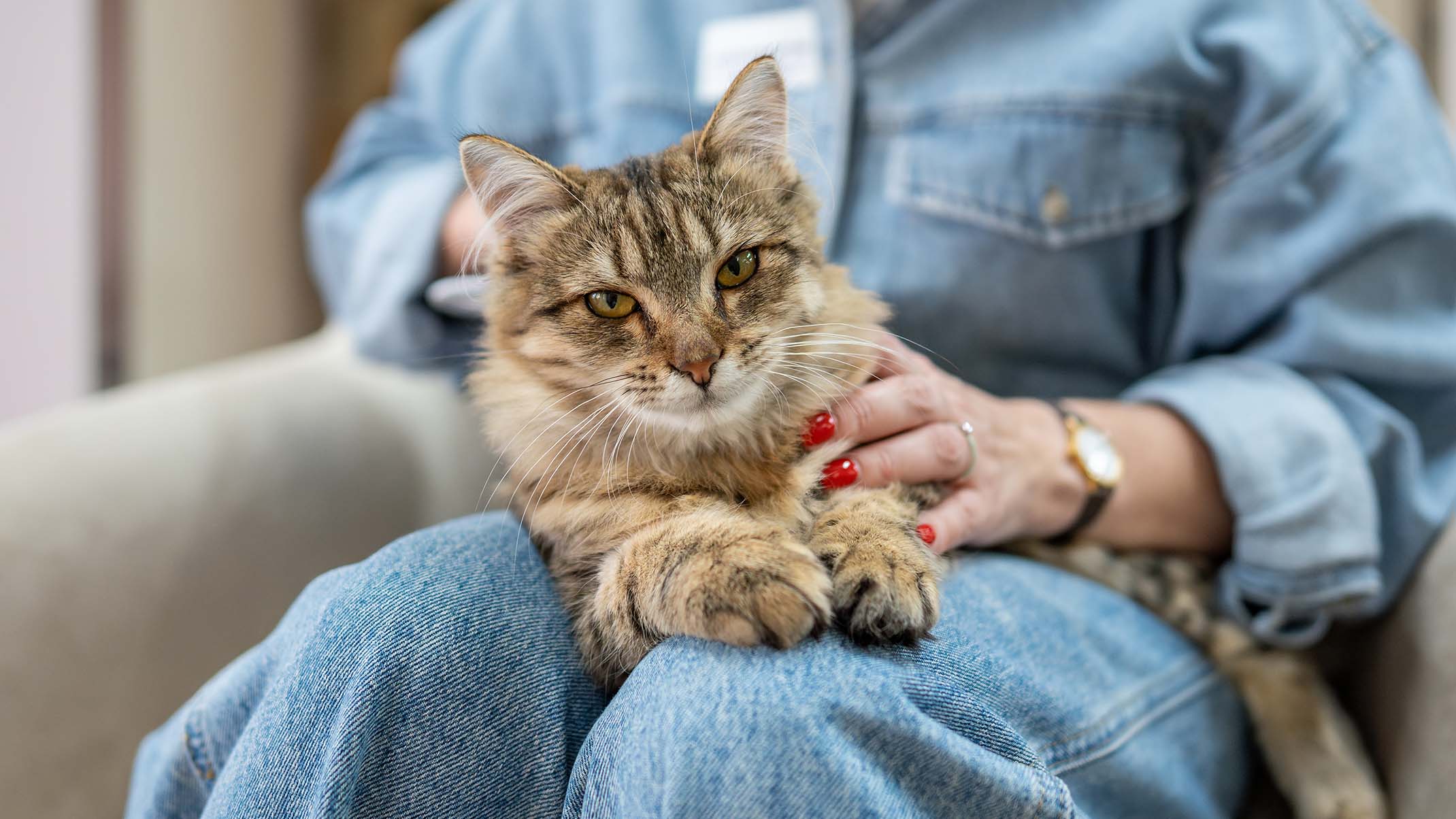 10 Signs Your Adopted Cat Is Bonding with You