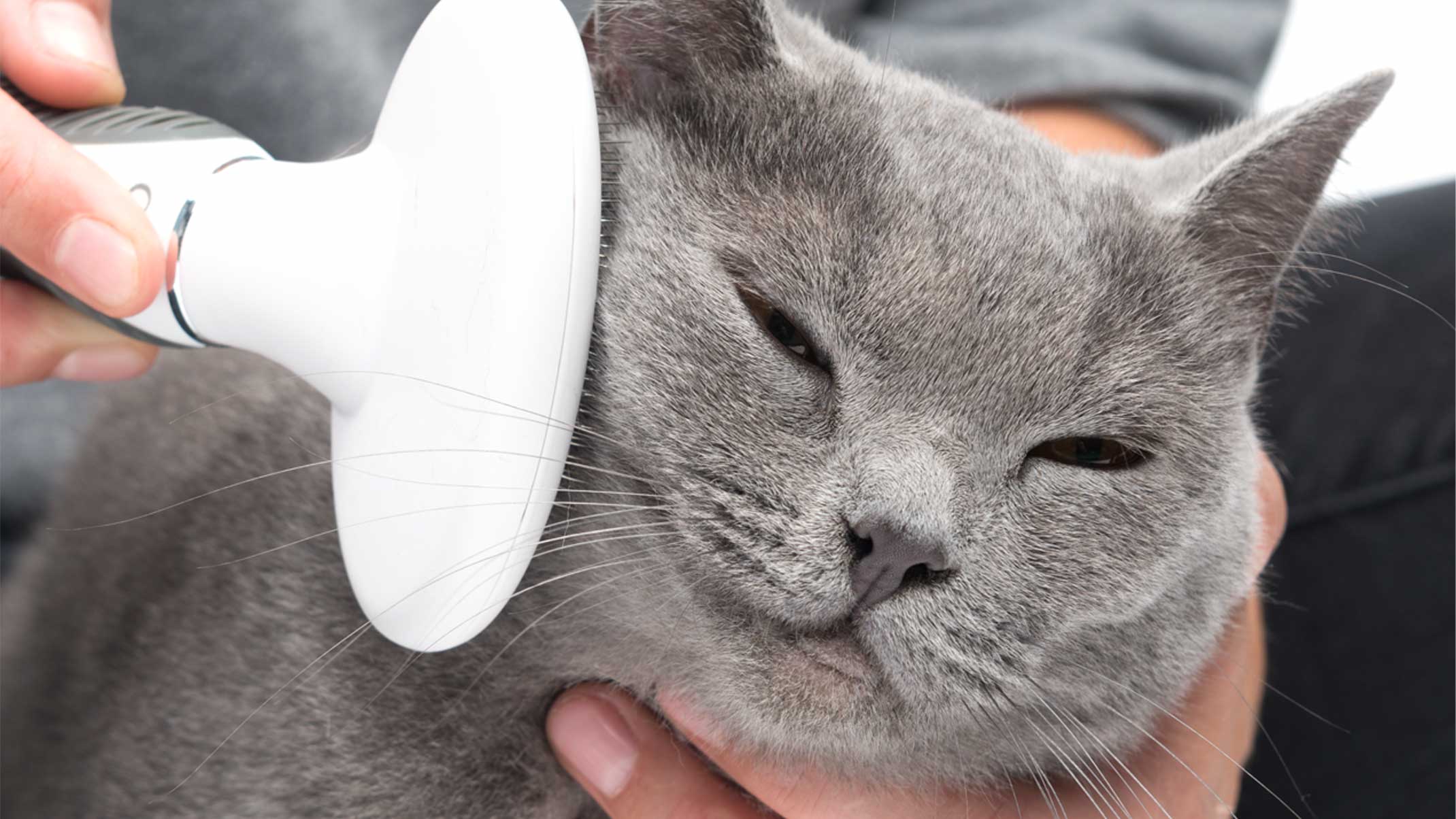 10 tips and tricks for brushing your cat