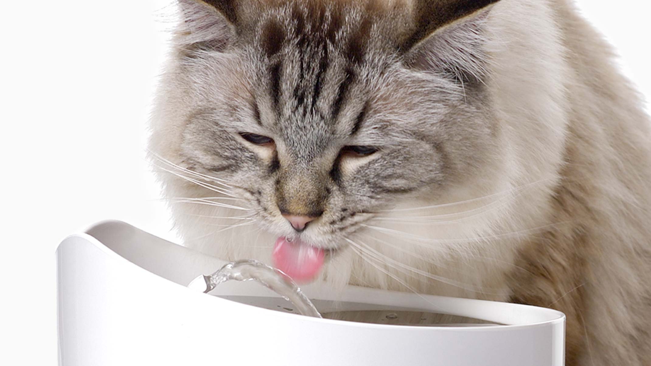 5 redenen waarom je kat een drinkfontein nodig heeft