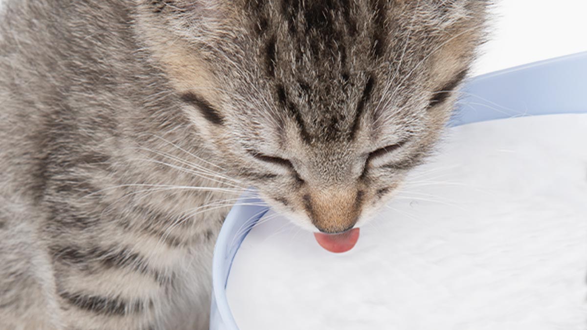 Catit Drinking Fountains