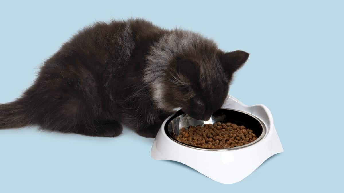 Catit PIXI Feeding Dishes