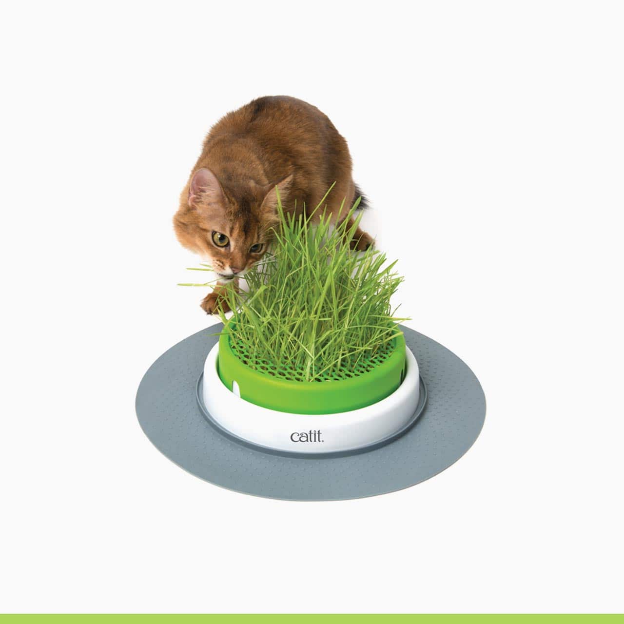 Catit Senses Grass Planter