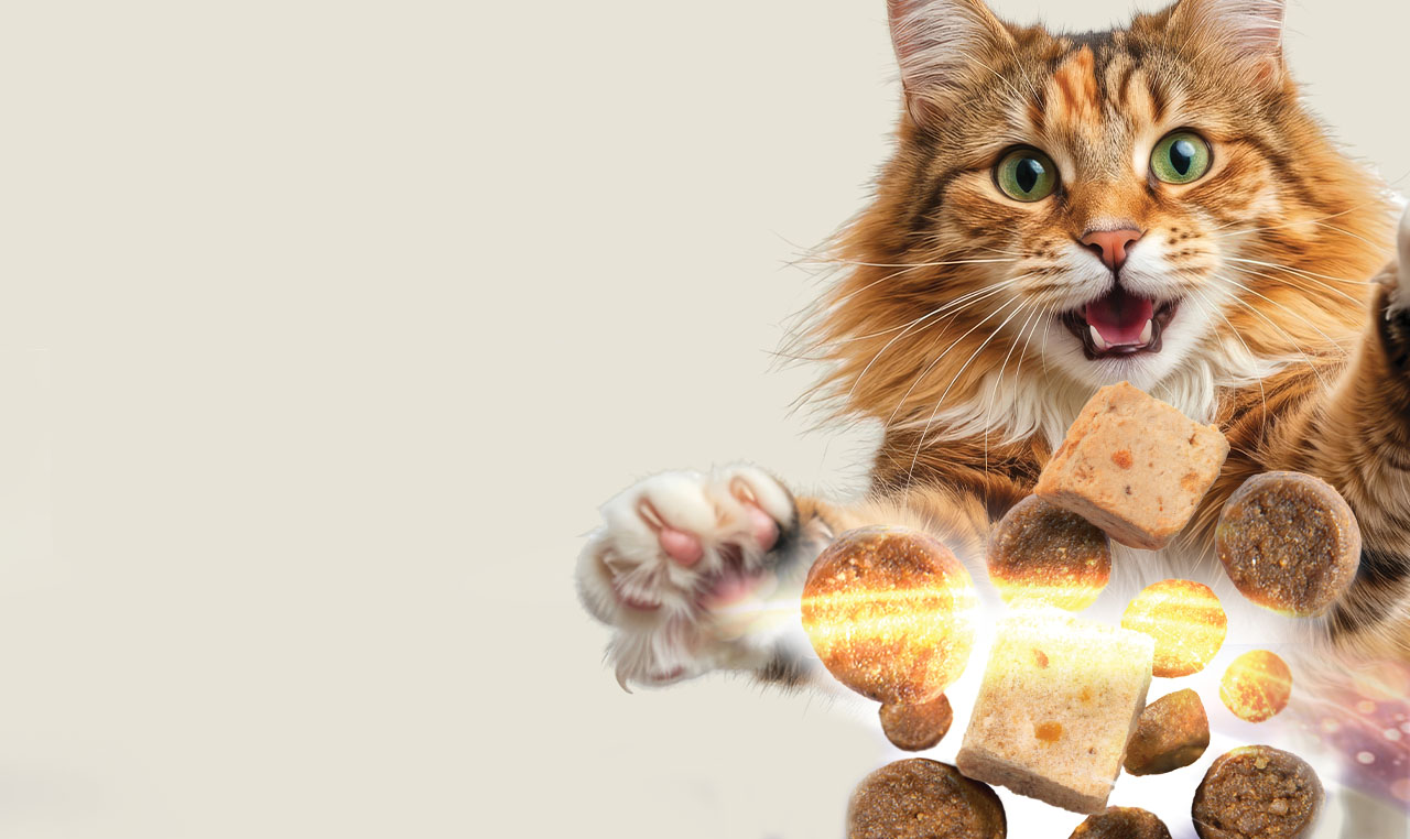 Catit Signature Dry Food