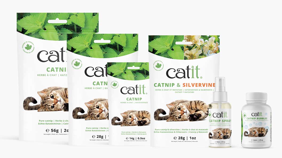 Herbe à chat Catit