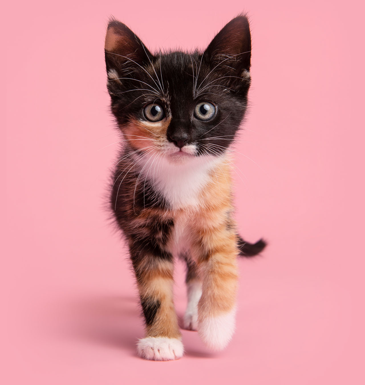 ¡Recibe consejos y aprende sobre el crecimiento de tu gatito!