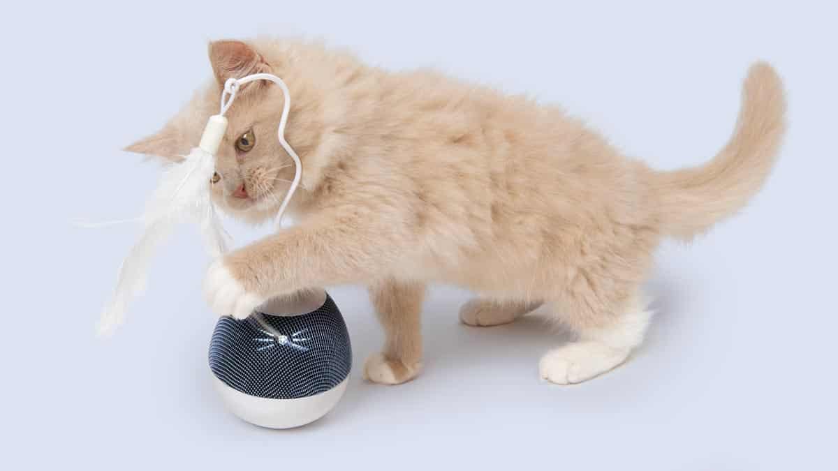 Toupie Catit PIXI