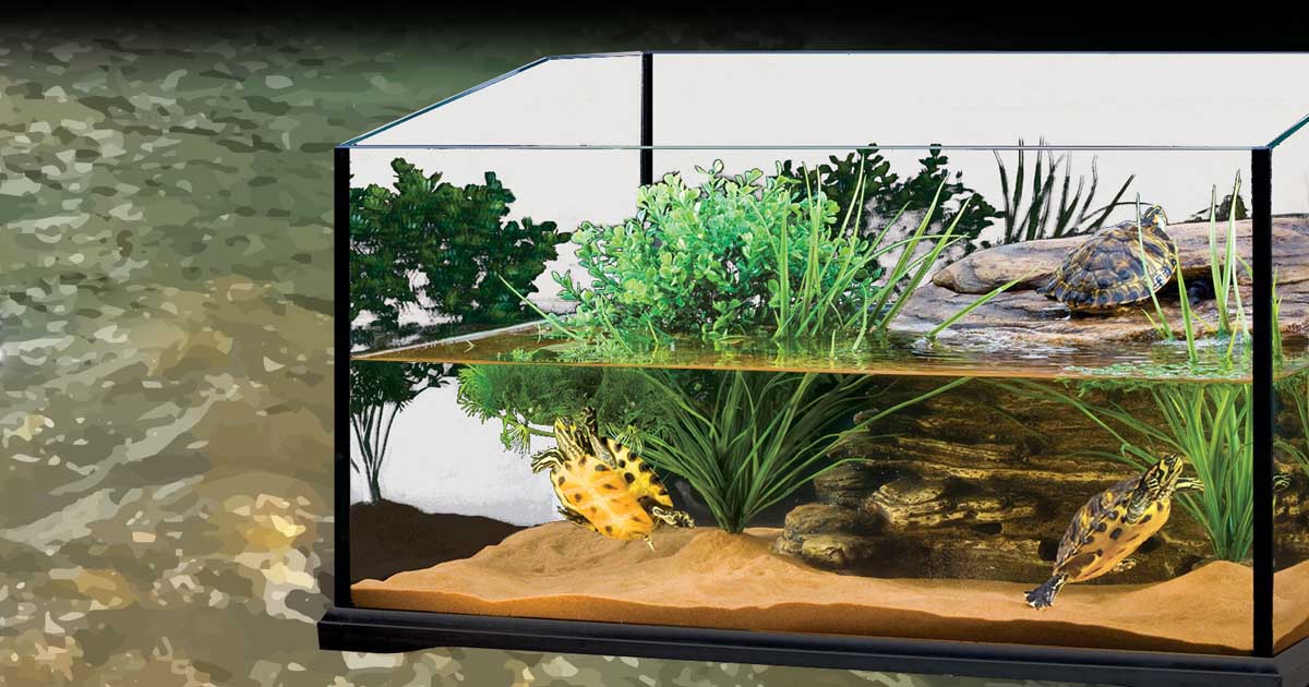 Aquatic Terrariums