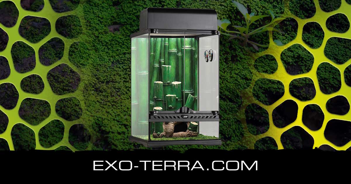 Bamboo Forest Small
