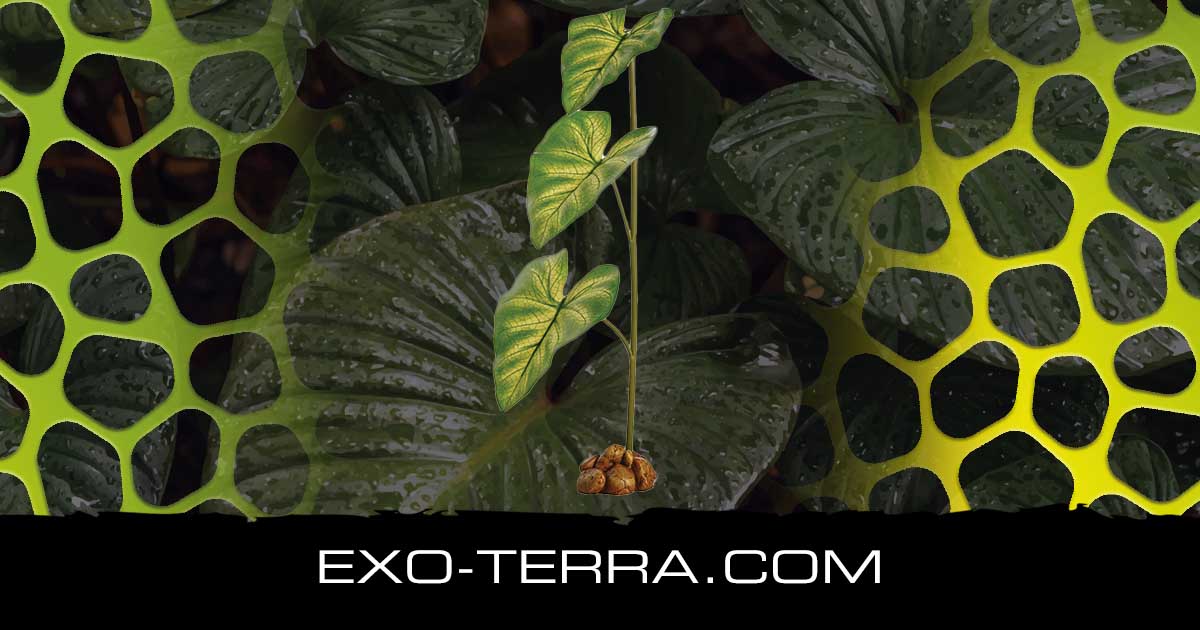 Dripper Plant Large