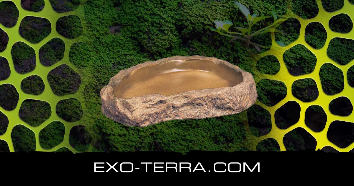 Feeding Dish Medium