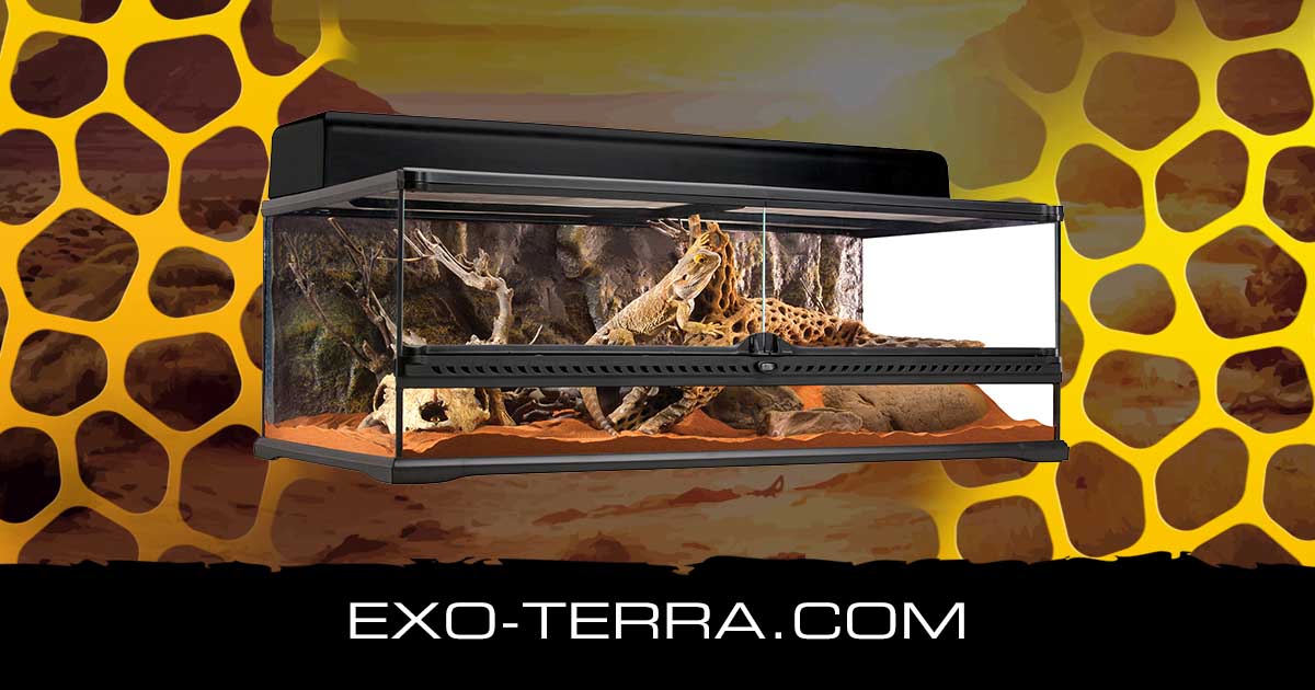 Natural Terrarium Large Low