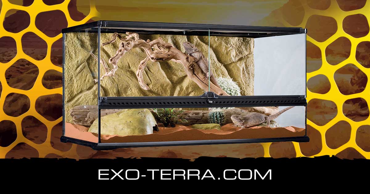 Natural Terrarium Large Wide