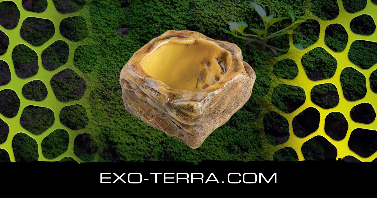 Water Dish X-Small