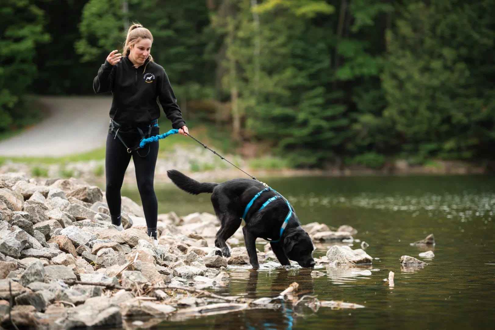 Harnais hybride pour chien