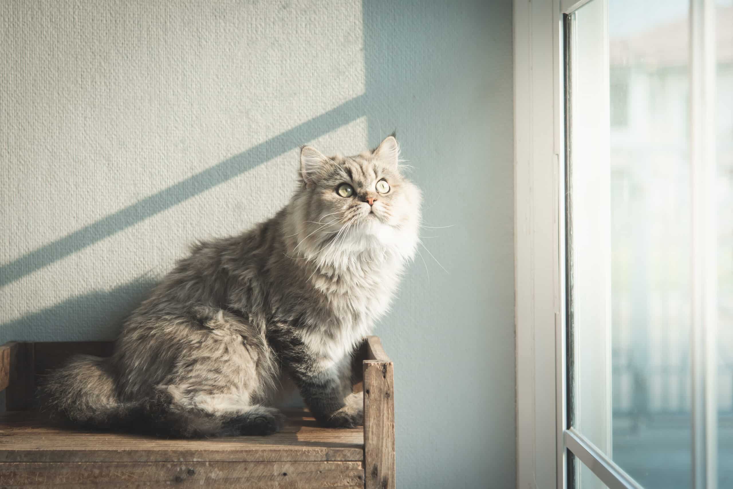 Chats d’intérieur, poisson – Croquettes Nutrience Infusion