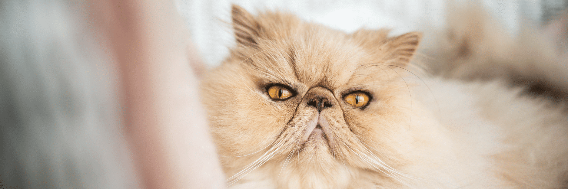 Chicken Pâté | Healthy Wet Food for Indoor Cats