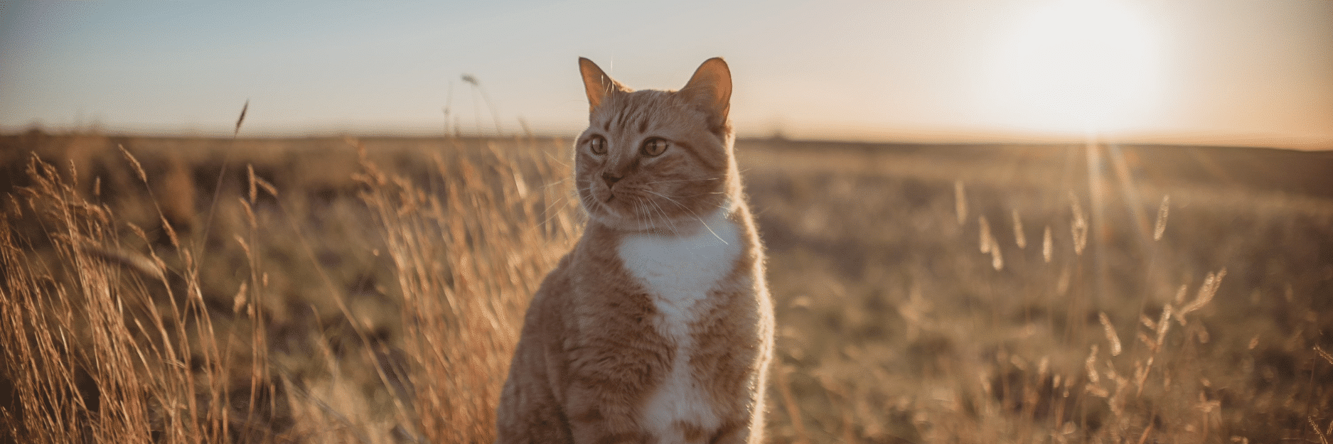 Free Range Chicken Pâté | Wet Food for Cats
