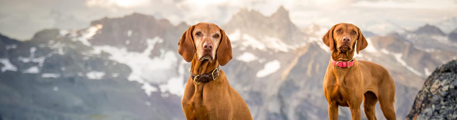 Freeze-Dried Beef Liver, Pork Liver & Lamb Liver Dog Treats