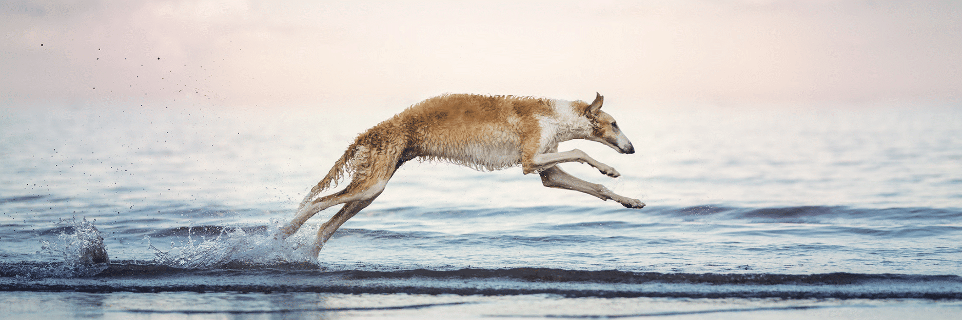 Freeze-Dried Salmon, Tuna & Amberjack Dog Treats