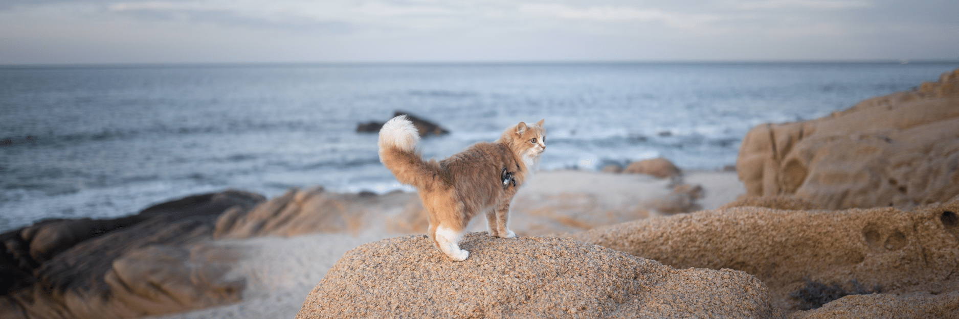 Grain Free Cat Food Ocean Fish