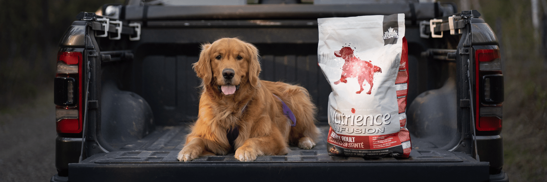 Healthy Adult, Beef – Dog Food