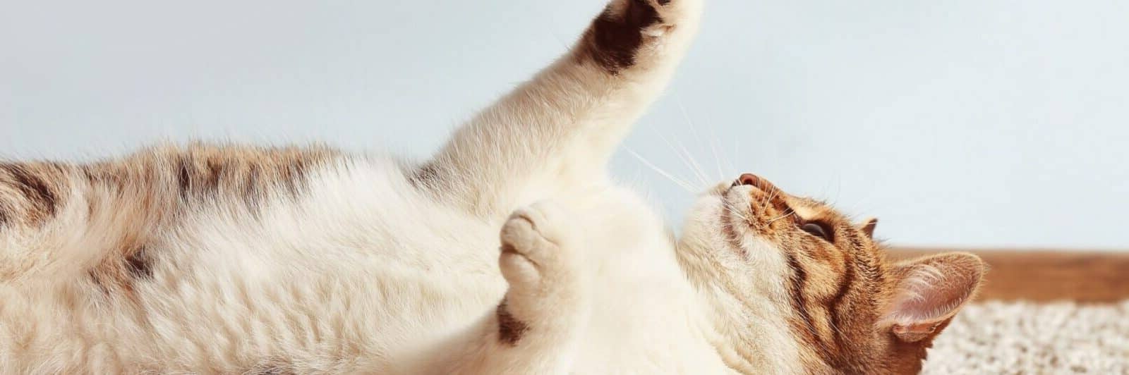 Healthy Adult Indoor Cat Food – Chicken Meal with Brown Rice Recipe