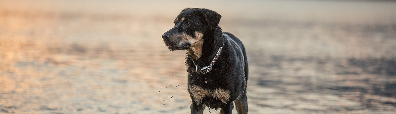 Healthy Adult – Large Breed Dog Food