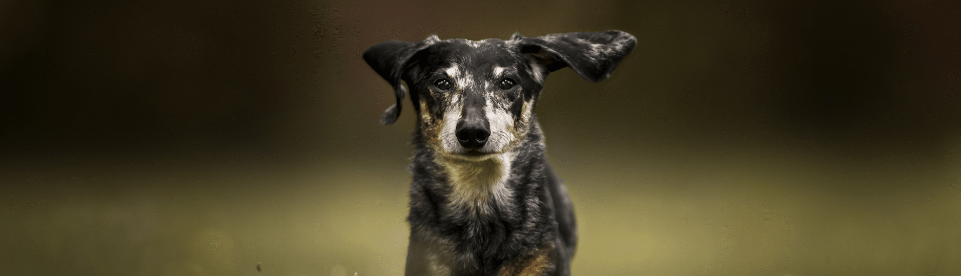 Healthy Adult | Small Breed Dog Food
