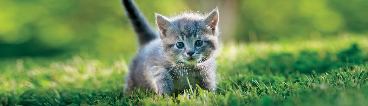 Kitten Milk Replacer Formula