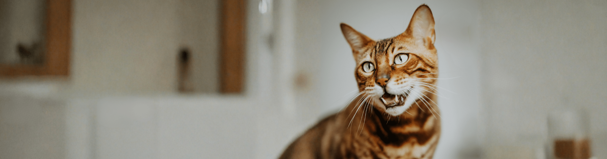 Nutrience Care Oral Health – Dental Kibble for Cats