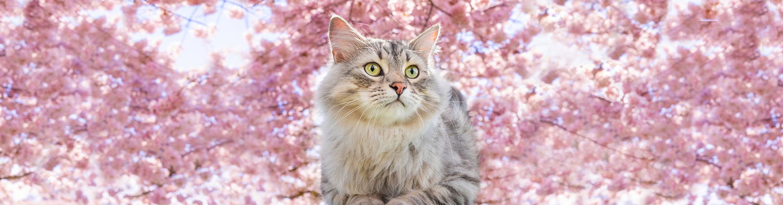 Nutrience Care Soins urinaires – Nourriture pour chats