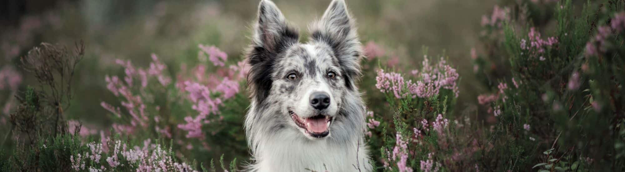 Nutrience Care Weight Management | Wet Dog Food