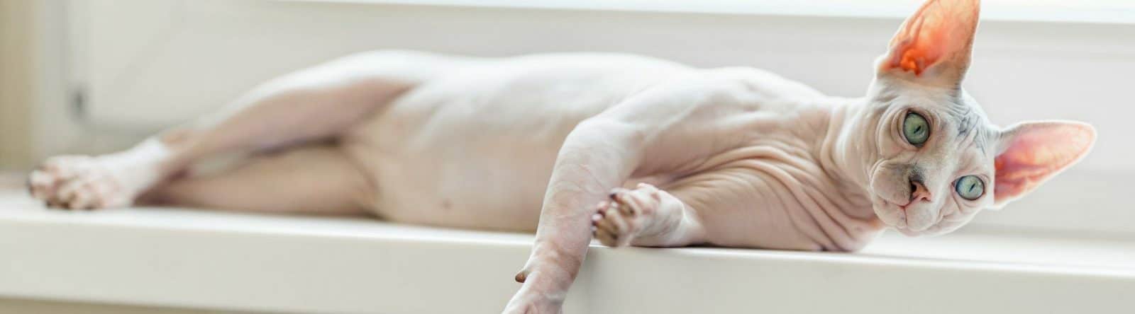 Sensitive Skin & Stomach – Hypoallergenic Wet Cat Food