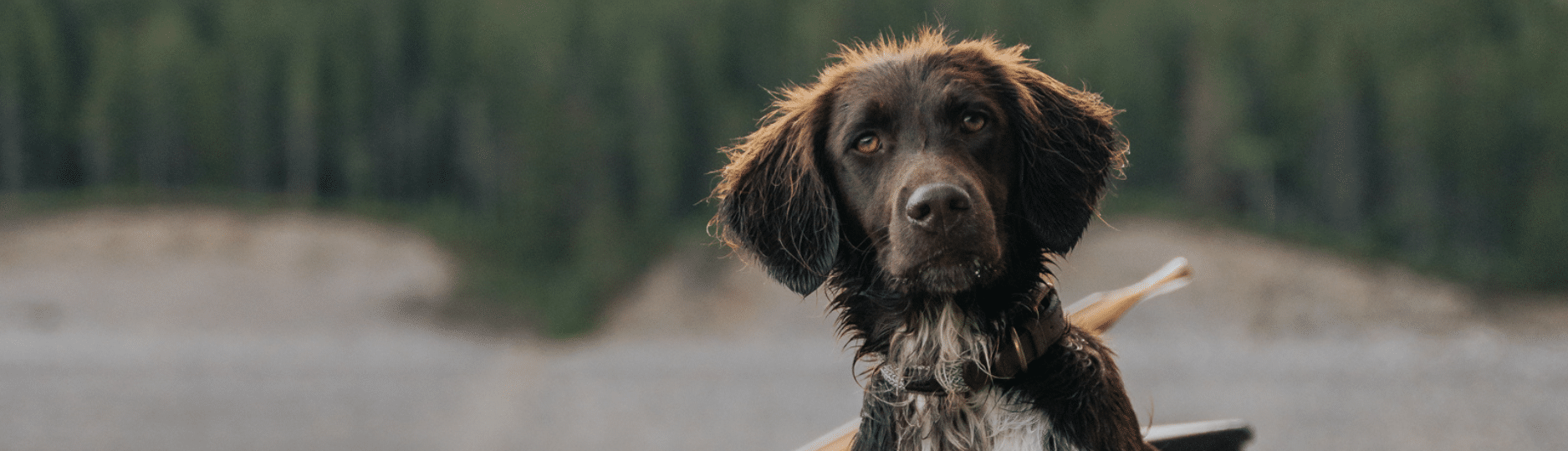Sensitive Skin & Stomach – Hypoallergenic Wet Dog Food