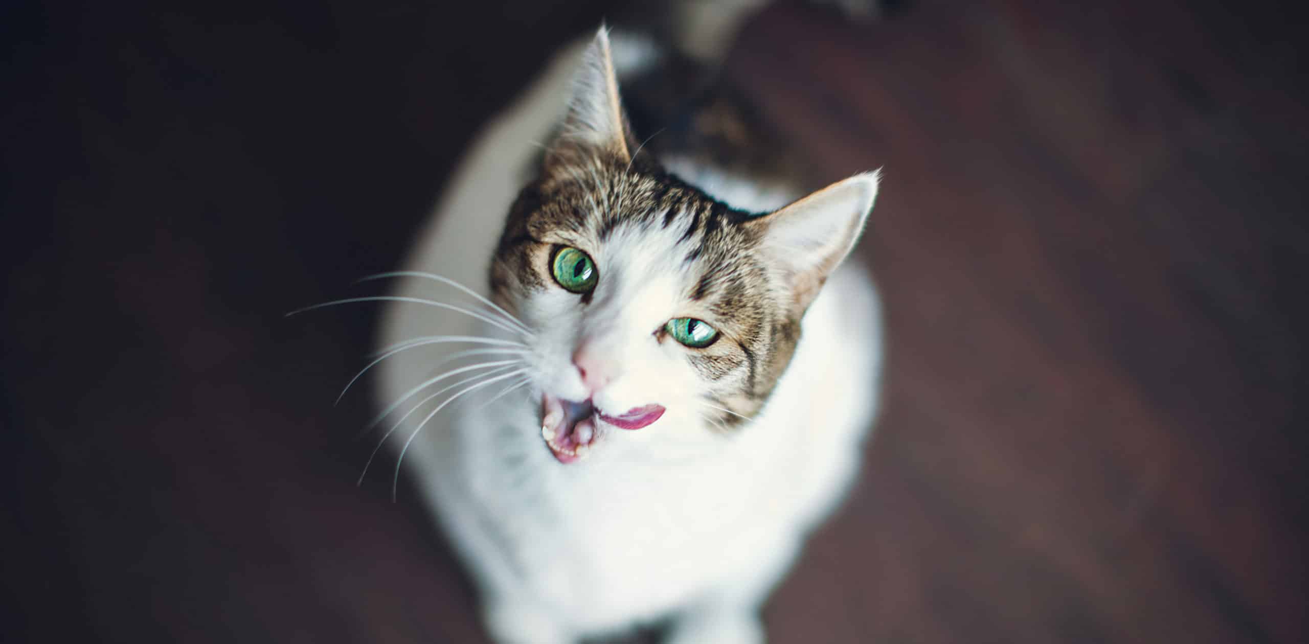 Turkey, Chicken & Liver Pâté – Canned Cat Food