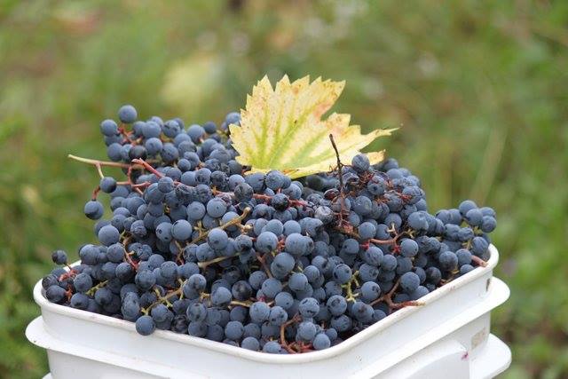 Vignoble Les 1001 Vignes
