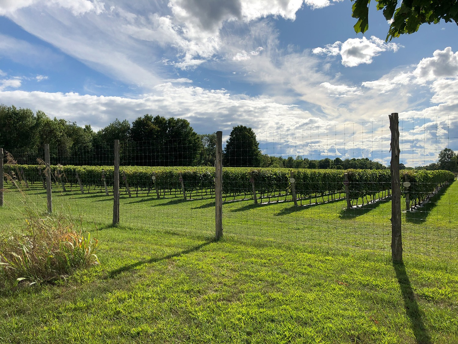 Vignoble Les Gémeaux
