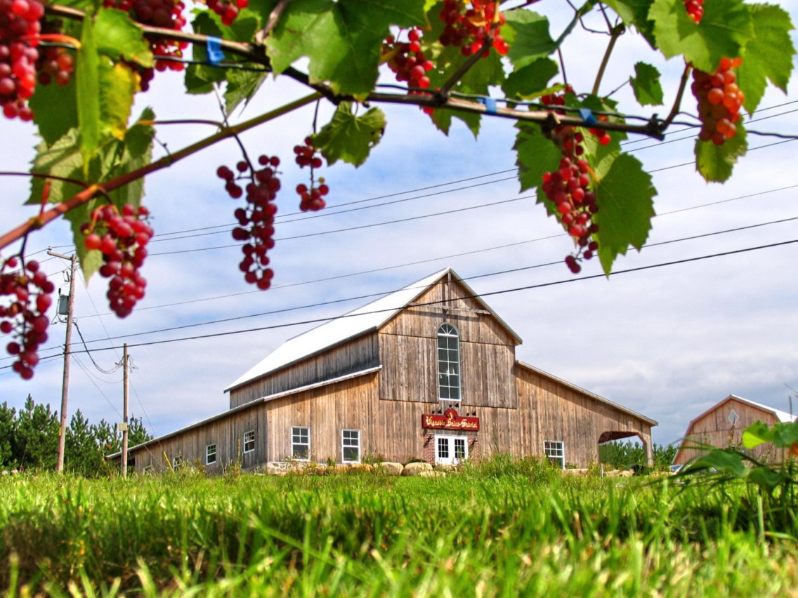 Vignoble Saint-Gabriel